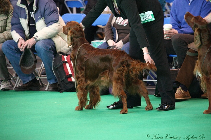 Crufts2011 014.jpg